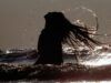 Cloro, sol y la sal ¿Cómo proteger el cabello? Cabello